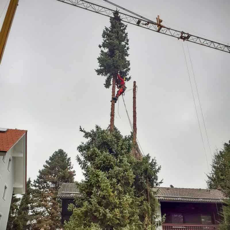 Entfernen von Bäumen aller Größen