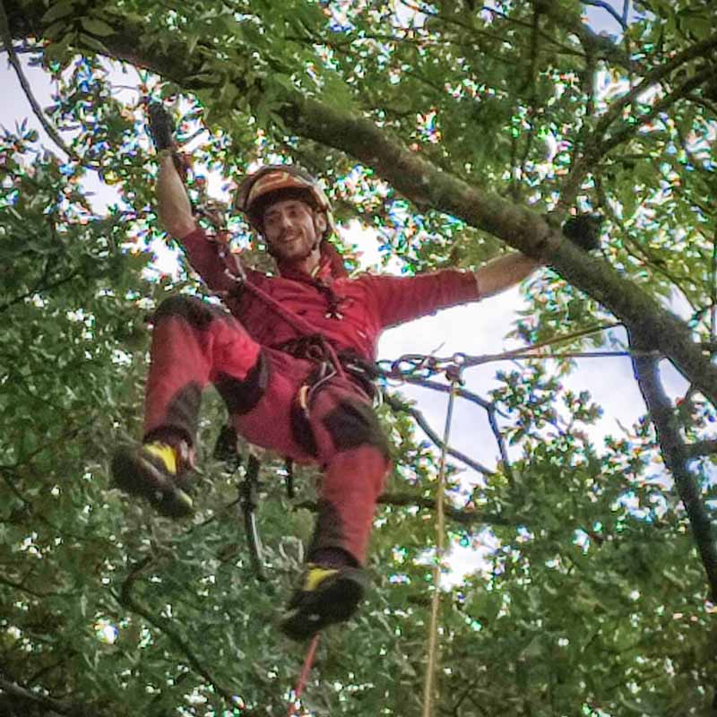 Pflegen und Zurückschneiden von Baum und Bäumen