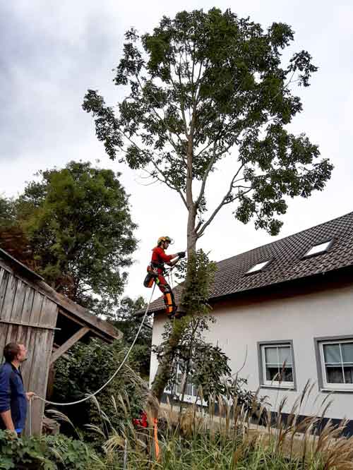 Baum- und Heckenpflege in Ostbayern fachgerecht und schnell