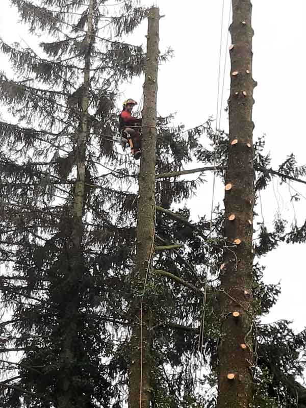 Heckenschnitt und Baumschnitt vom Profi