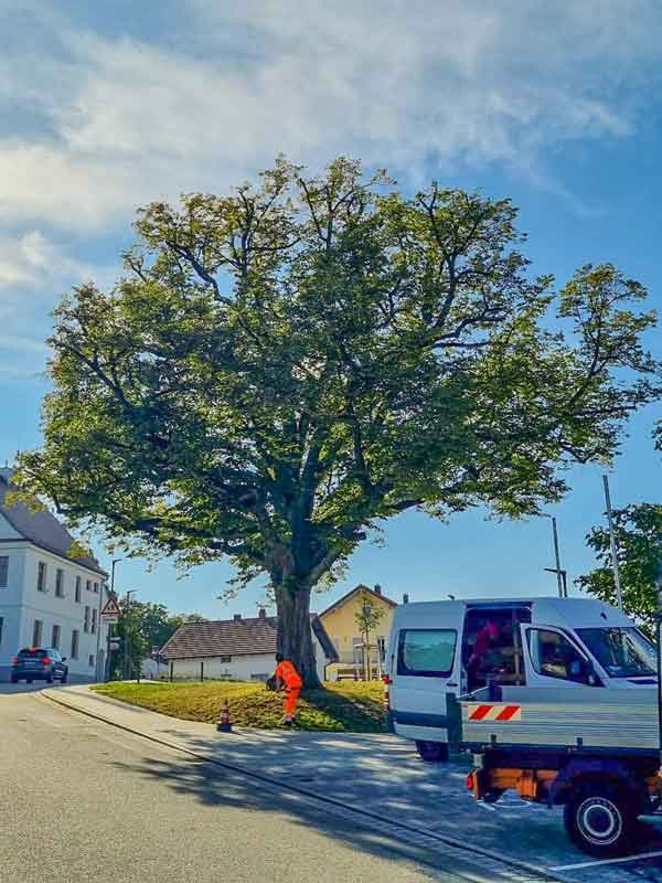 Spezialist für Fällarbeiten im Garten