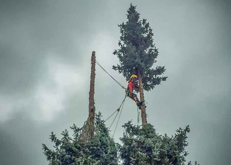 Baumfällung mit Klettertechnik in Wohngebieten